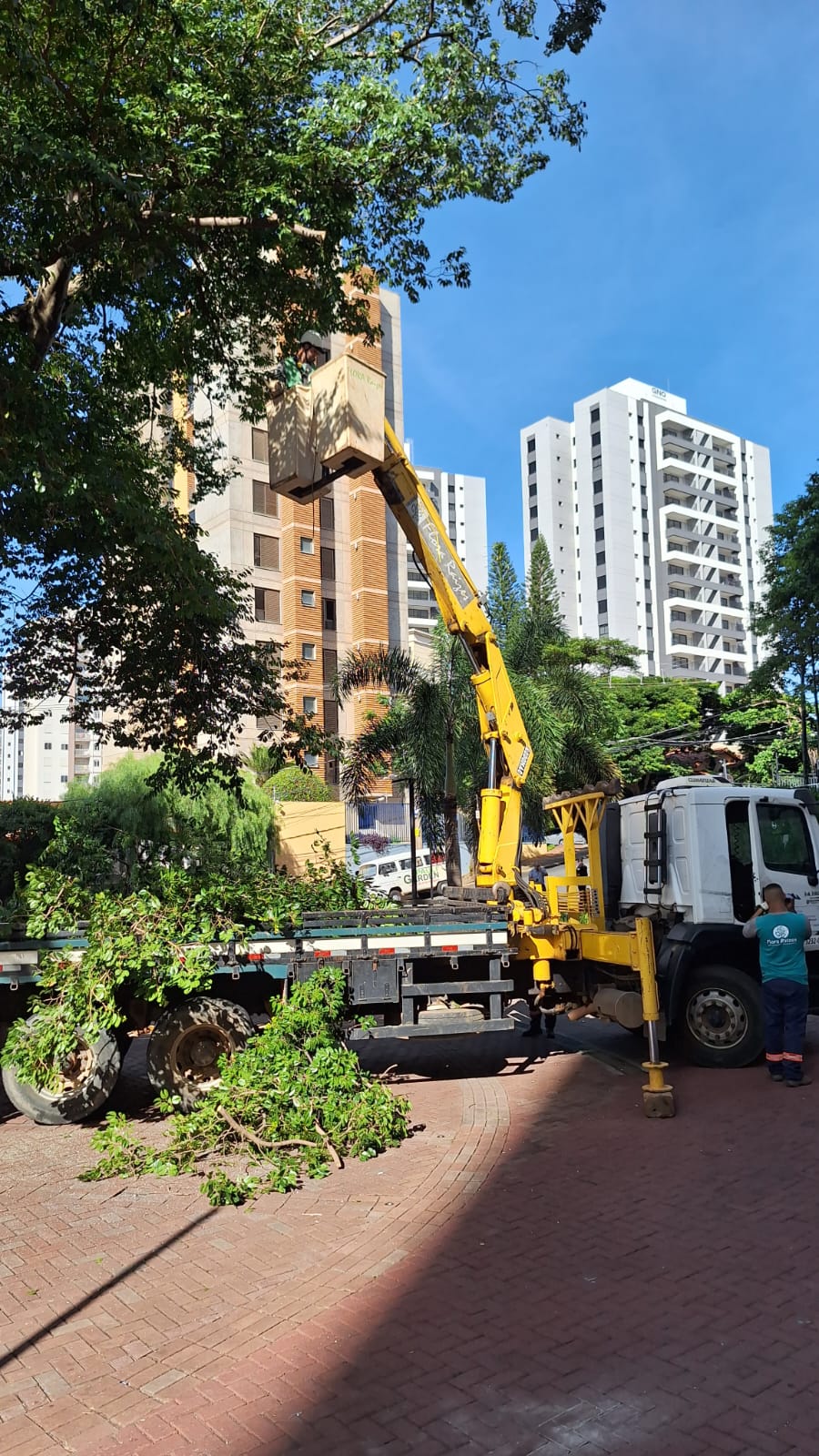 Poda de árvores com Caminhão Munck e cesto aéreo